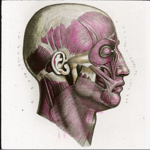 Anatomisk illustrasjon av ansiktsmuskler