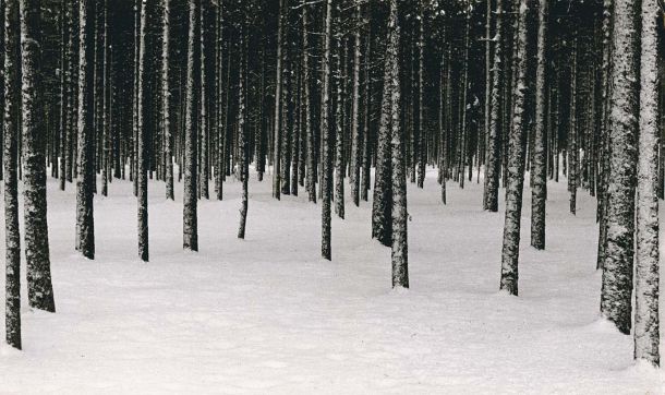 Skog med snøkledd bakke. Foto.