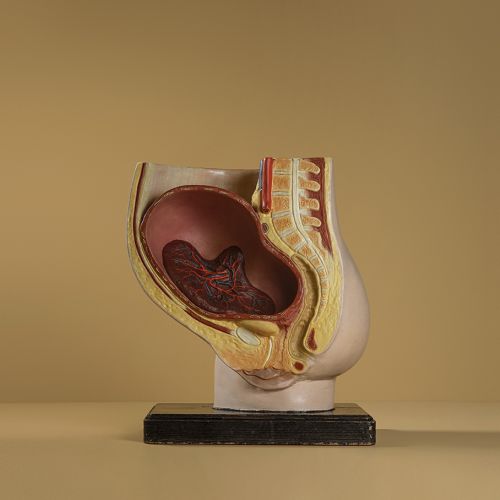 Photo of av model of a vagina